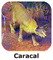 Caracal